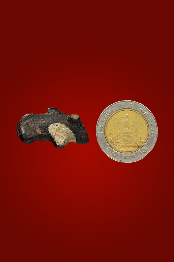 วัวธนูไทยใหญ่1