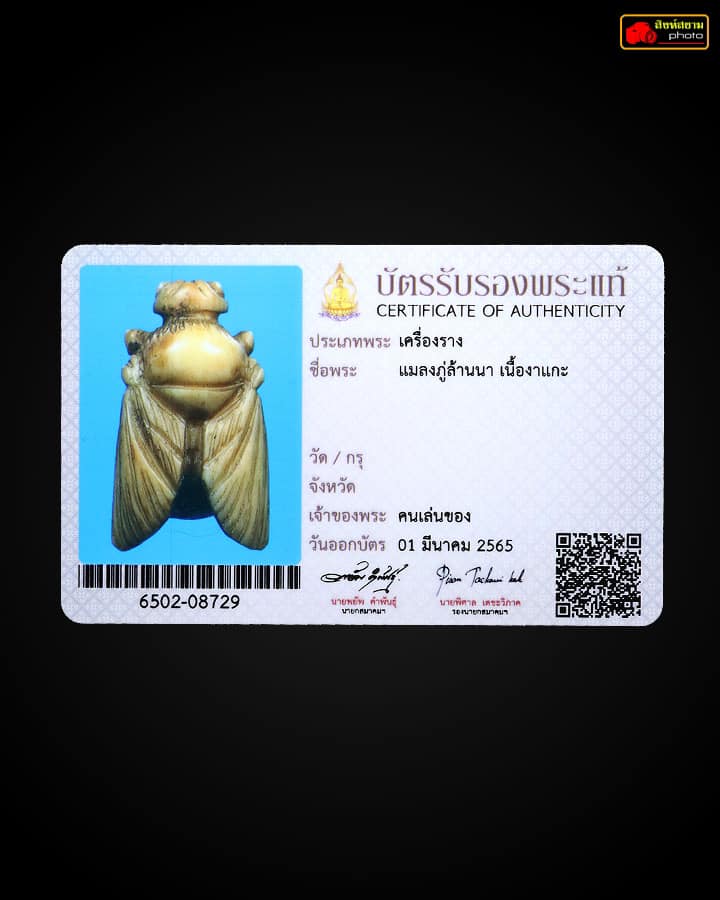 แมลงภู่คำพม่า เนื้ออาแกะ