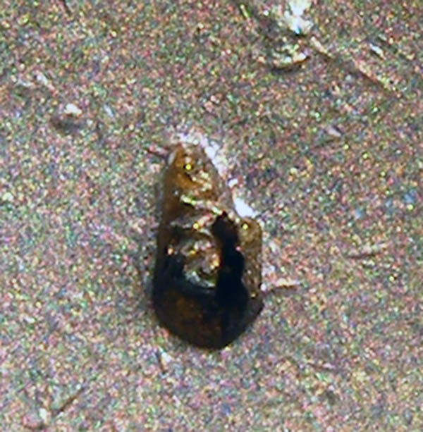 หลวงพ่อเงินมีโค๊ดใต้ฐาน แท้ไม่ทราบวัด