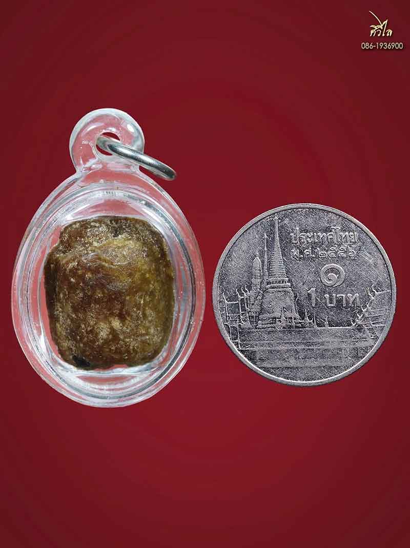 เต่าสำลีชุบสีผึ้งครูบาชัยวงค์ วัดพระพุทธ