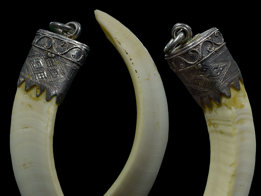 เขี้ยวหมูตันจรดโคน 5 นิ้ว(ผิวขาวนวล)