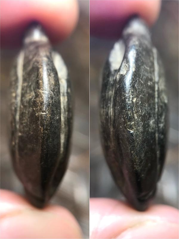 พญาเต่าเรือนล้านนา