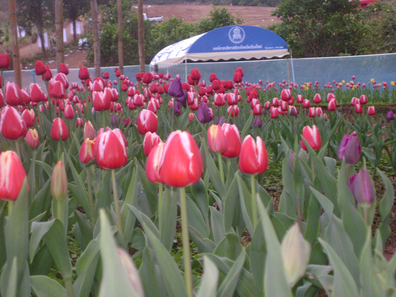 เชิญร่วมเที่ยวงานทิวลิปบานที่ไชยปราการ 31 ธ.ค. ถึง 4 ม.ค.