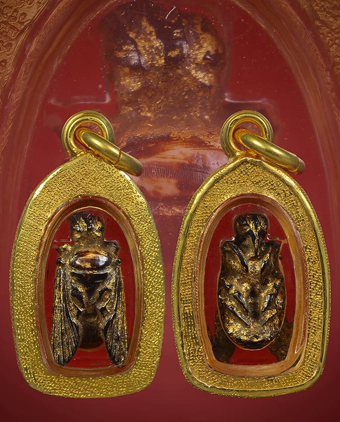 แมลงภู่คำงาแกะทรงคุณค่าไทใหญ่ ตัวจิ๋ว