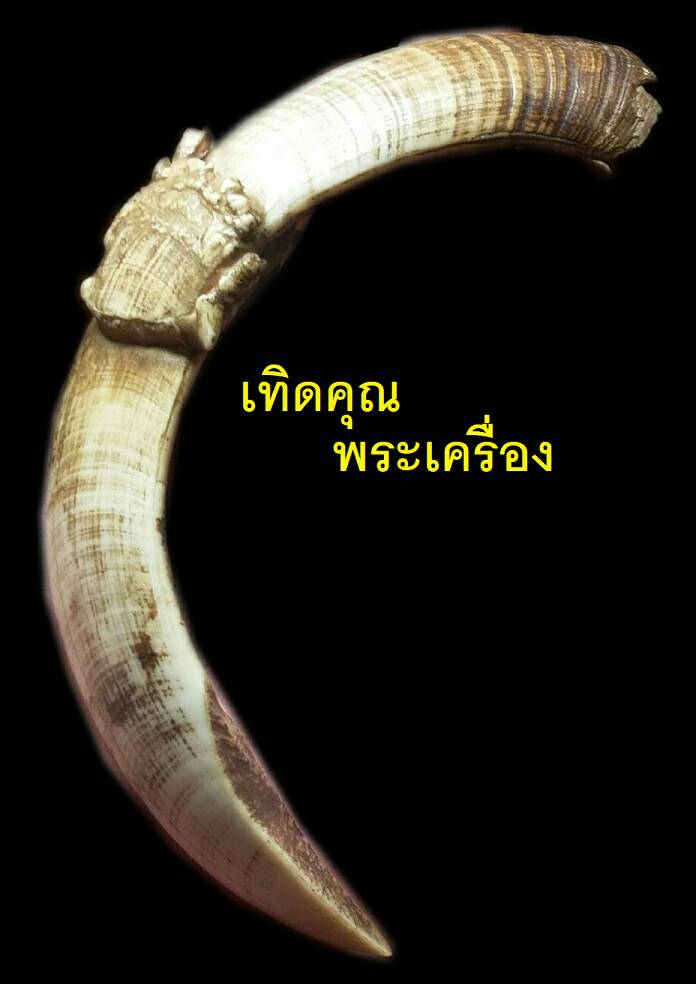 เขี้ยวหมูตันงอก