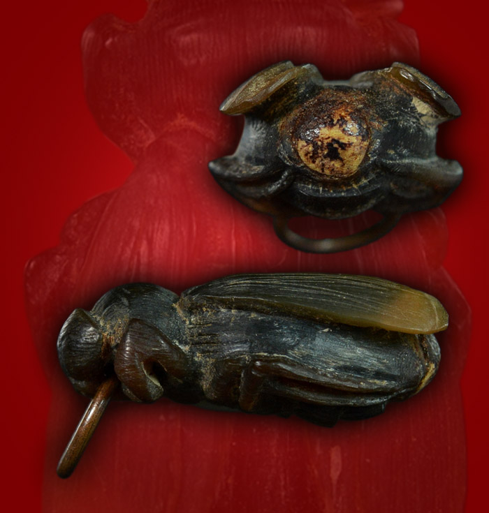 >>> แมลงภู่ 