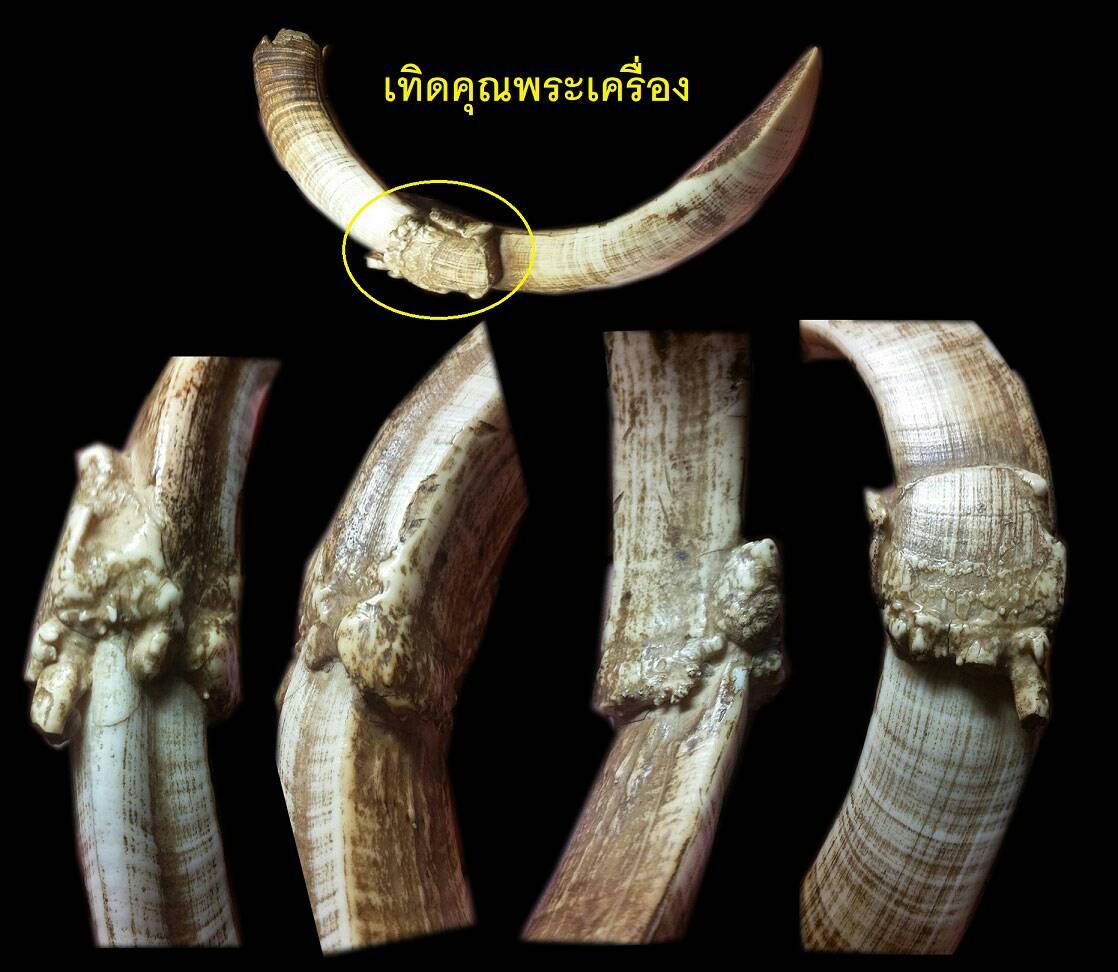 เขี้ยวหมูตันงอก