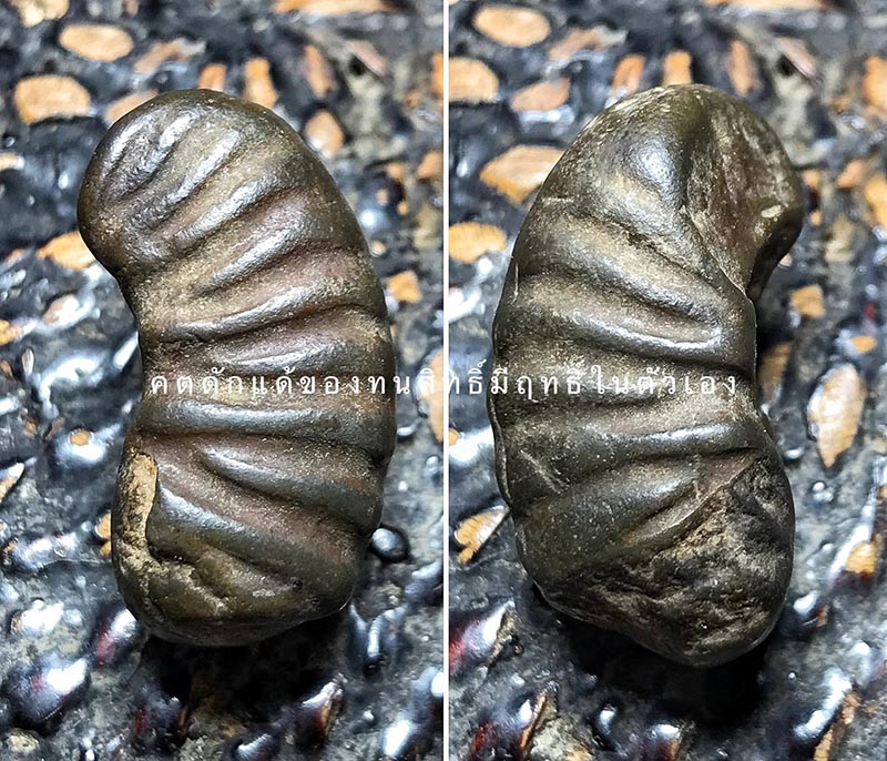 คตดักแด้เก่ากลายเป็นหิน หลายร้อยปี 