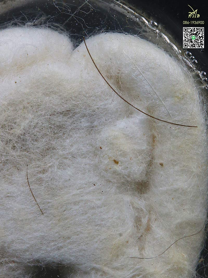 เต่าสำลีครูบาชัยวงค์ วัดพระพุทธบาทห้วยต้ม  เลี่ยมเดิม