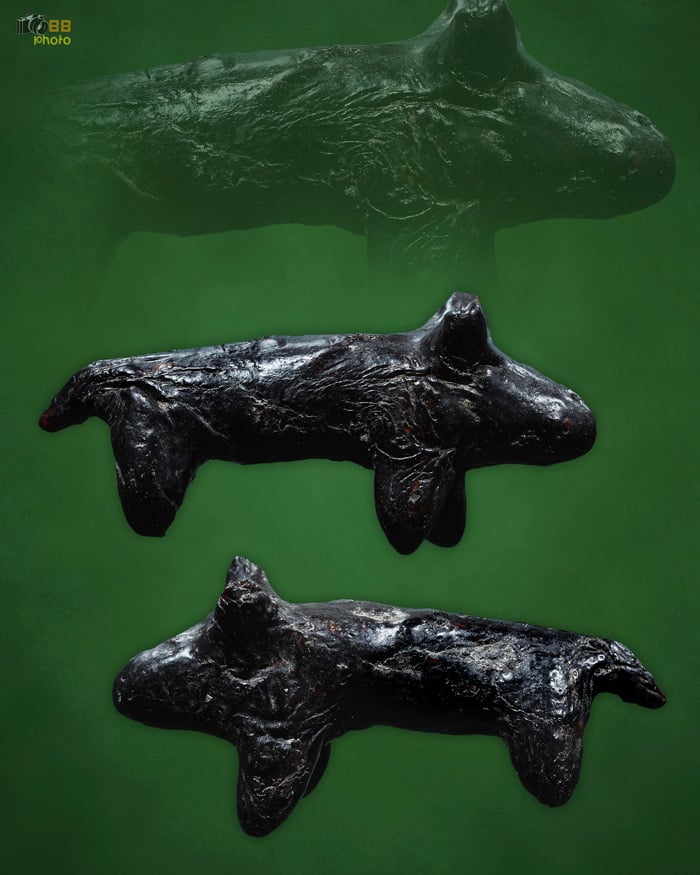 วัวธนู เนื้อครั่ง