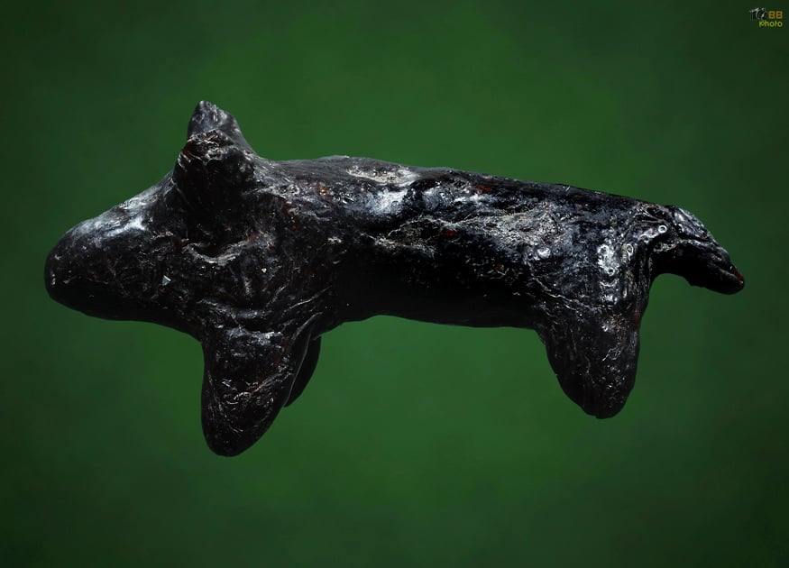 วัวธนู เนื้อครั่ง