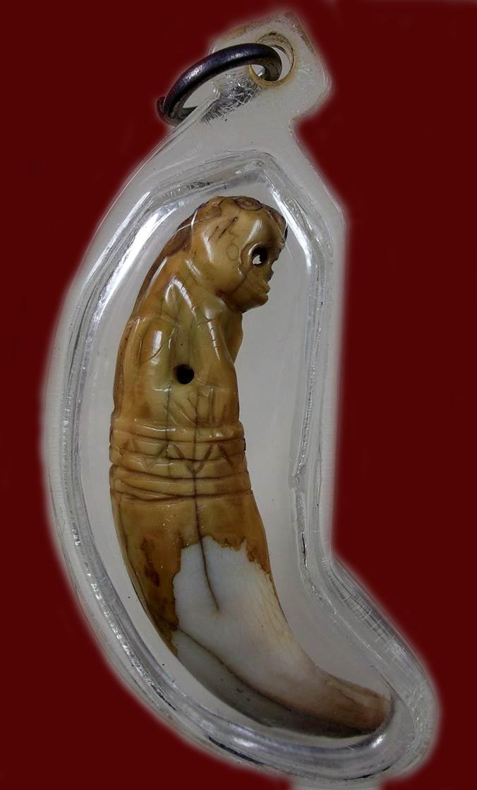 เขี้ยวเสือแกะ สวยๆฉ่ำๆ ยาว 5 ซม