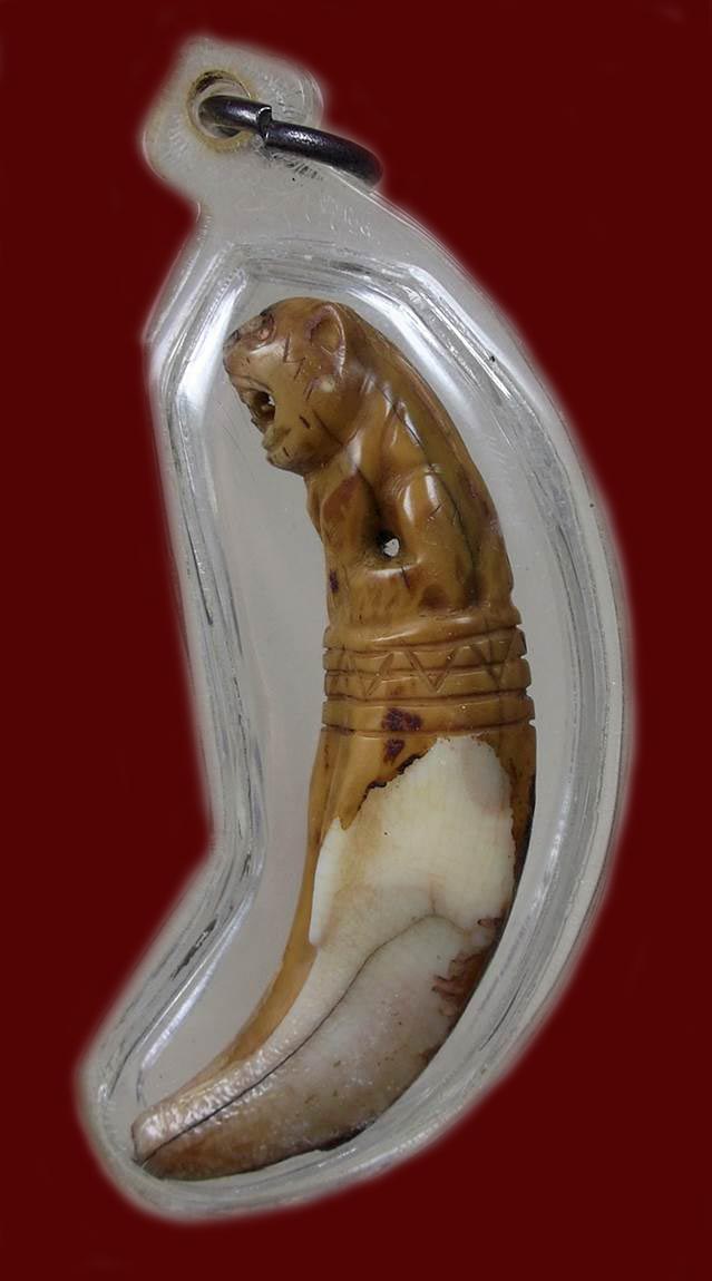 เขี้ยวเสือแกะ สวยๆฉ่ำๆ ยาว 5 ซม