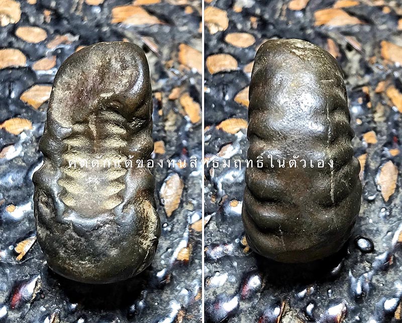 คตดักแด้เก่ากลายเป็นหิน หลายร้อยปี 