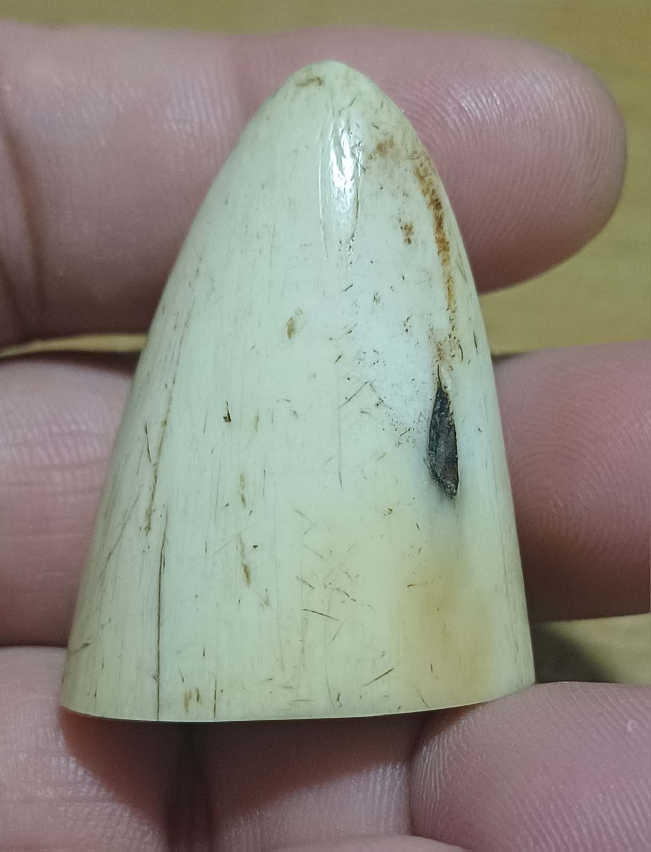 ปลายงา ขนาด 4 เซน รับประกันงาแท้ ขนาดตามรูป