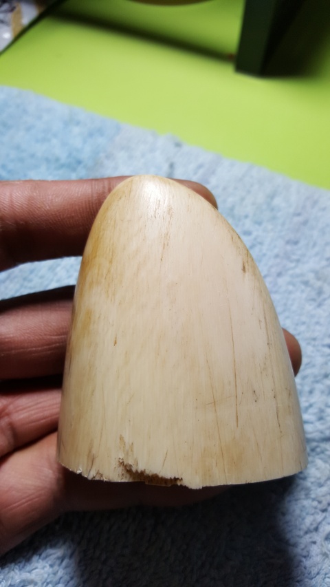 ปลายงา