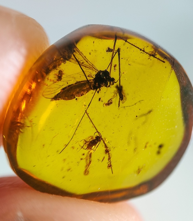 Amber อำพัน ชิ้นแรร์ไอเทม ซุปเปอร์สตาร์