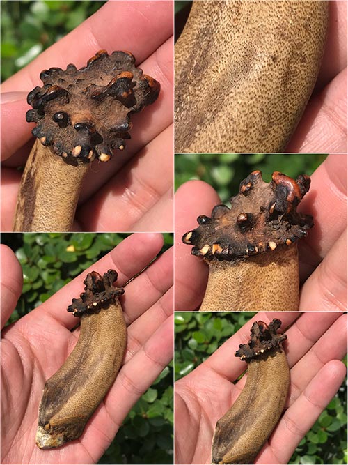 เขากวางคุตเครื่องรางสายทนสิทธิ์