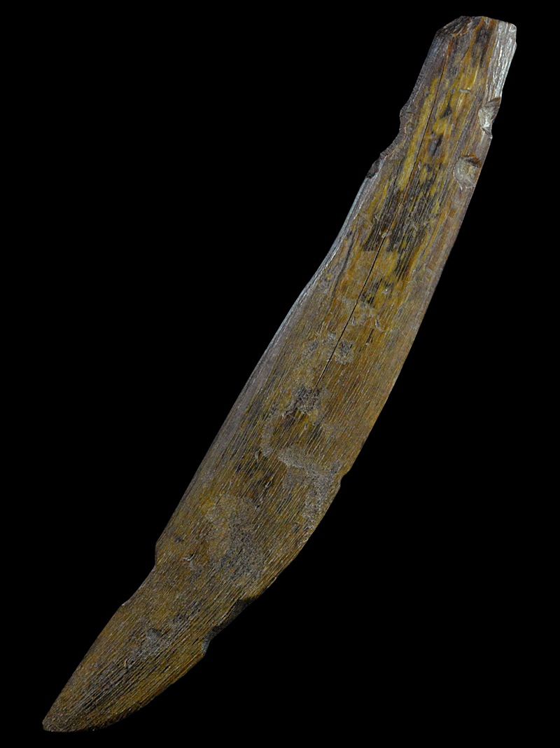 มีดแหกเขาควายเผือกล้านนา เขาควายอาถรรพ์