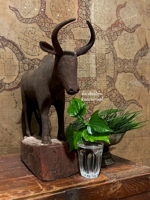 เป็น วัวธนูอาคม อีกตัว ที่สง่างามทรงพลัง