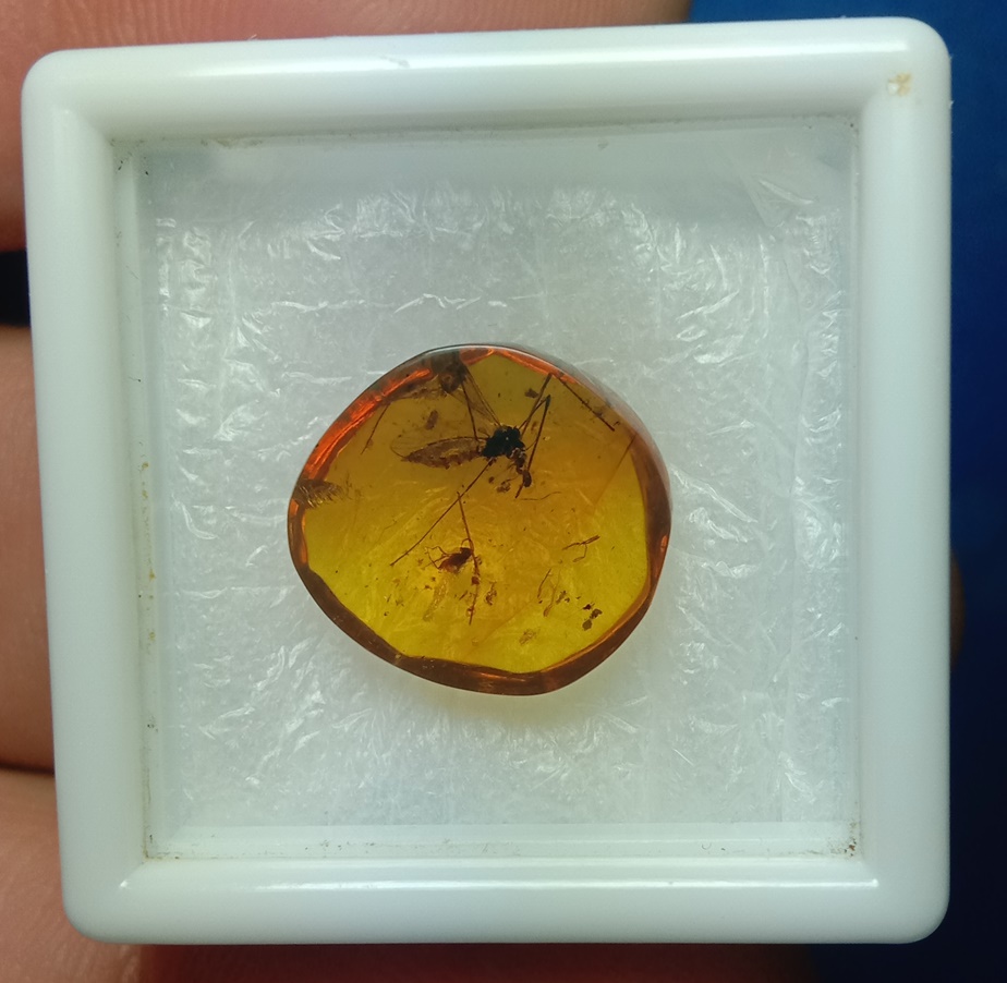 Amber อำพัน ชิ้นแรร์ไอเทม ซุปเปอร์สตาร์