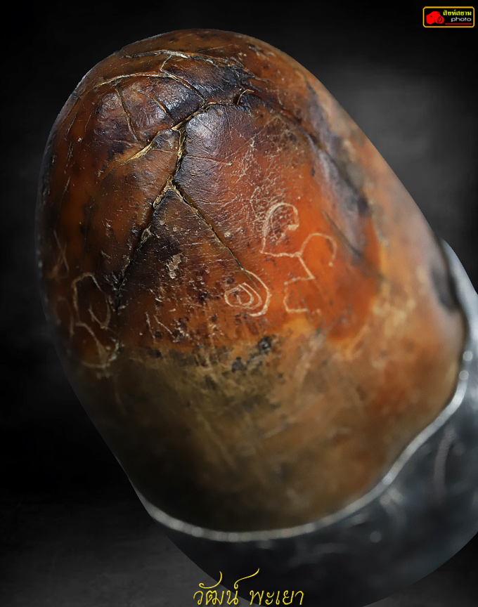 งากำจัด-งากำจาย ( งาสะเด็น )  