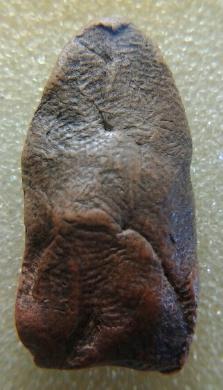 พิมพ์ตื้น500