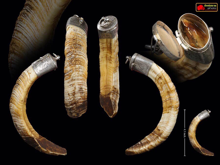 เขี้ยวหมูตัน ติดมะระ  ตำนานหยุดมัจจุราช 