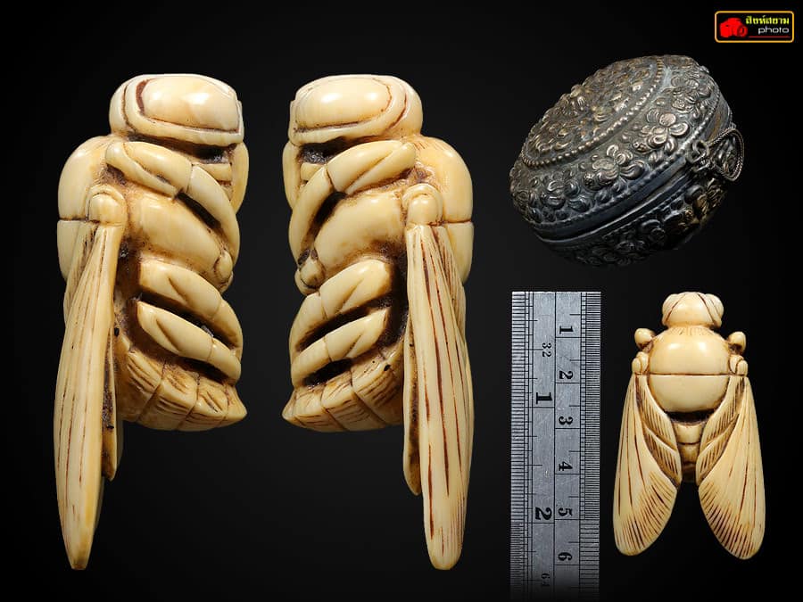 Big size แมลงภู่คำพม่างาแกะเก่า