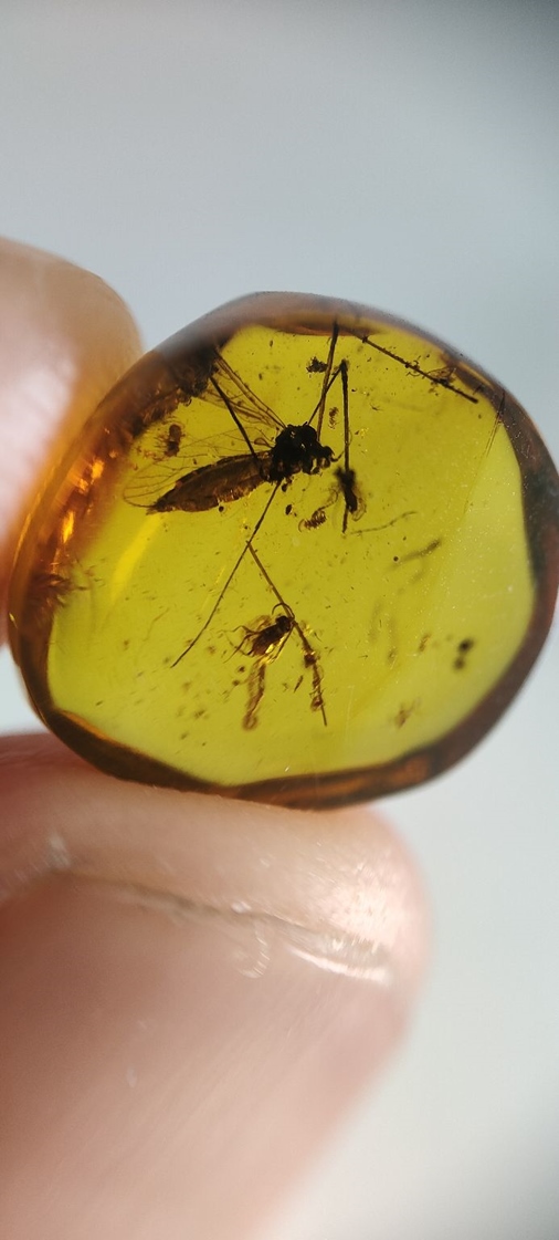 Amber อำพัน ชิ้นแรร์ไอเทม ซุปเปอร์สตาร์