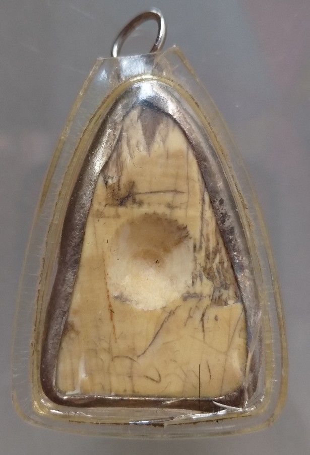 งากระเดน(งากำจาย)