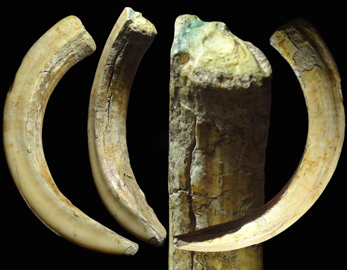 เขี้ยวหมูตัน ของทนสิทธิ์  100 ปี