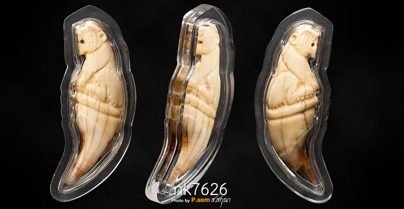 เขี้ยวเสือหลวงพ่อคง วัดวังสรรพรส จ.จันทบุรี (เขี้ยวหมีแกะ) 2500-2529 มาพร้อมบัตรสมาคม1ใบ