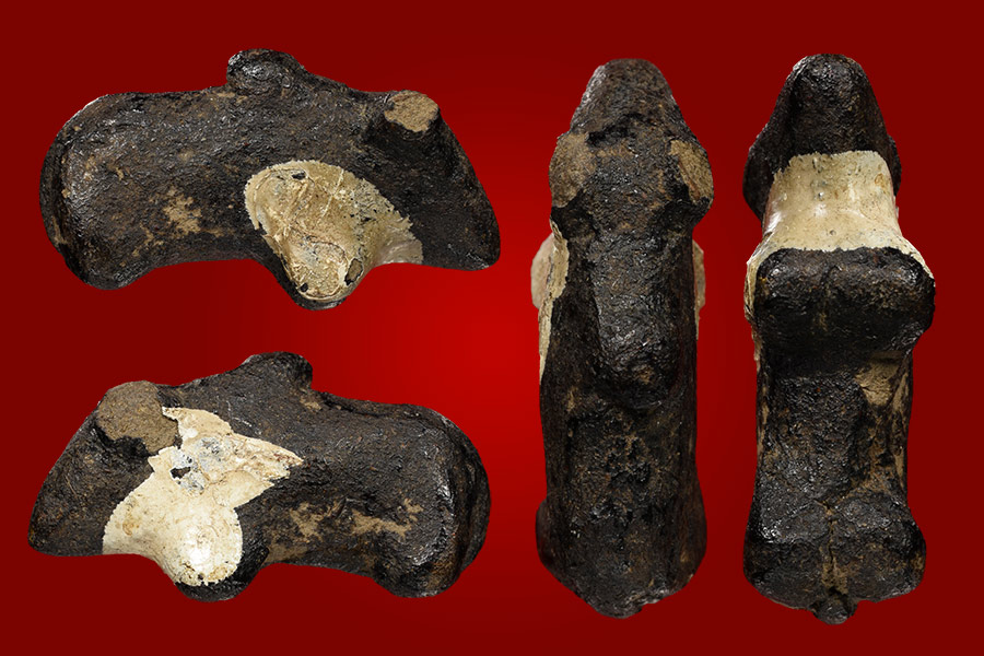 วัวธนูไทยใหญ่1