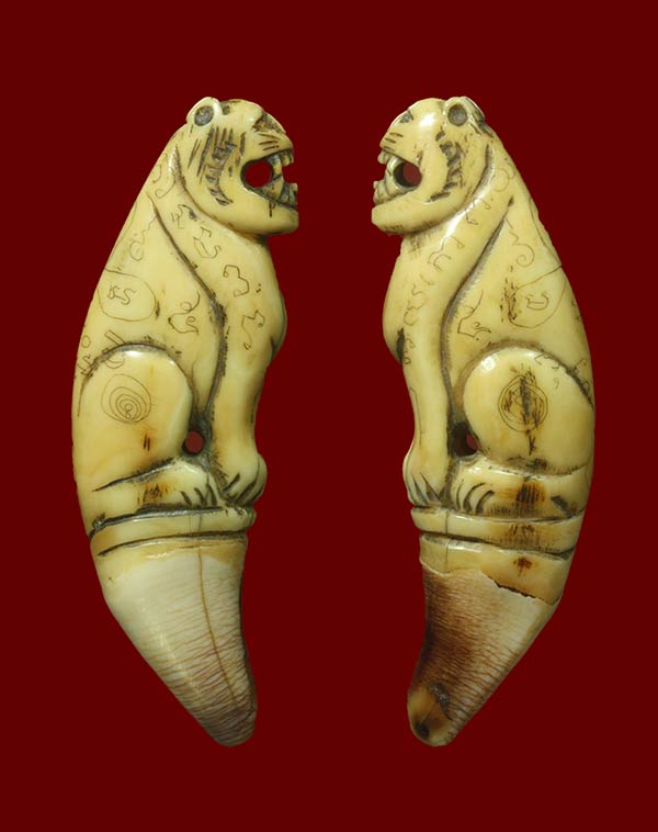 เขี้ยวหมีแกะเสือ