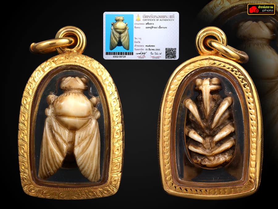 แมลงภู่คำพม่า เนื้ออาแกะ