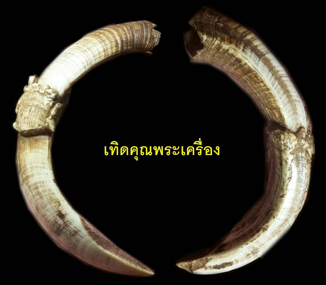 เขี้ยวหมูตันงอก