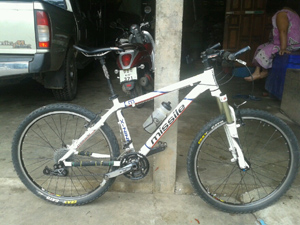 เสือภูเขา 