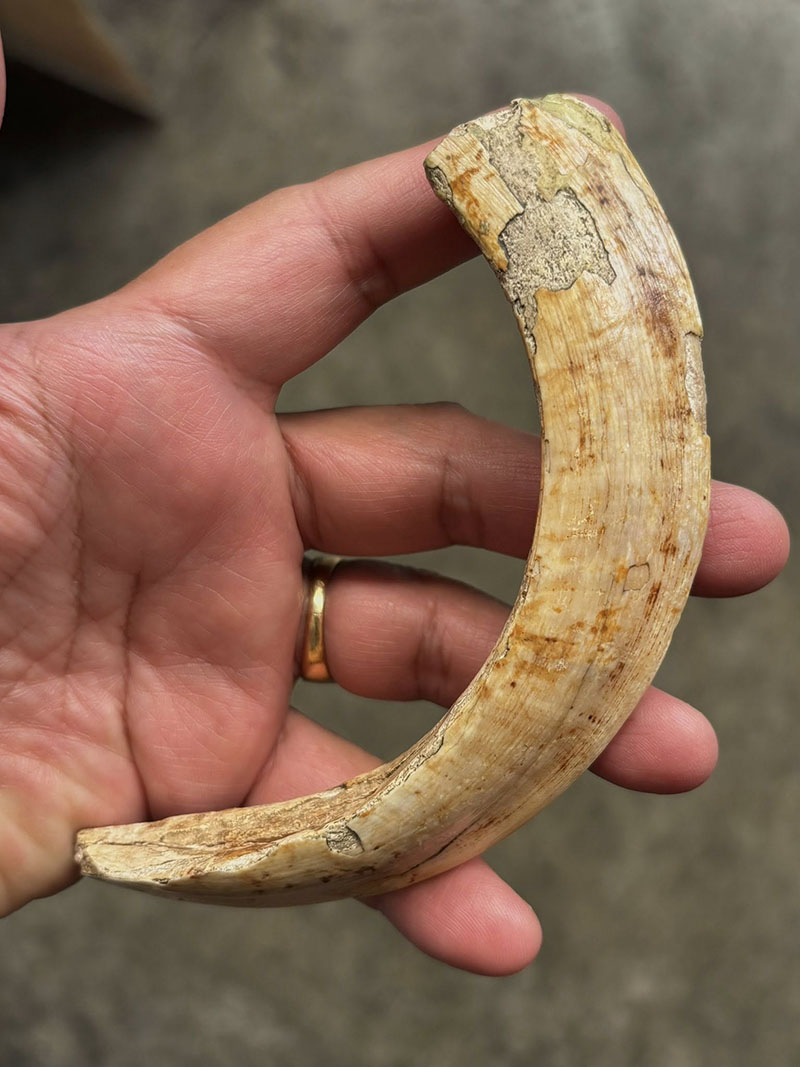 เขี้ยวหมูตัน ของทนสิทธิ์  100 ปี