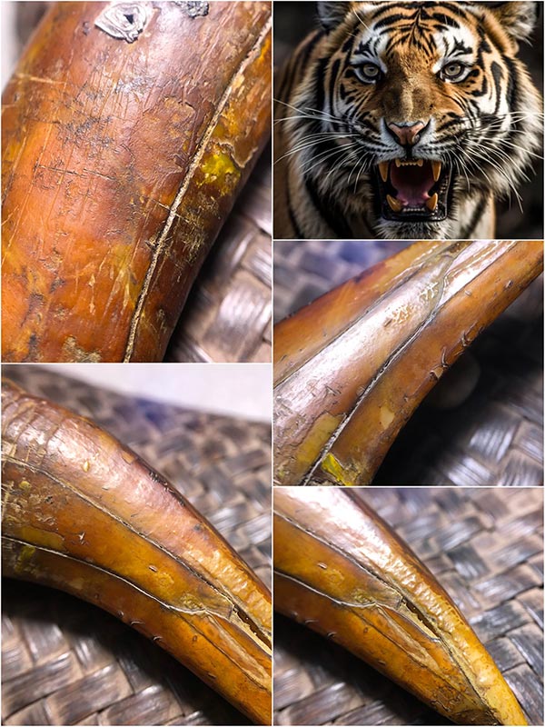 เขี้ยวเสือโคร่งเก่าโบราณยาว๔นิ้ว