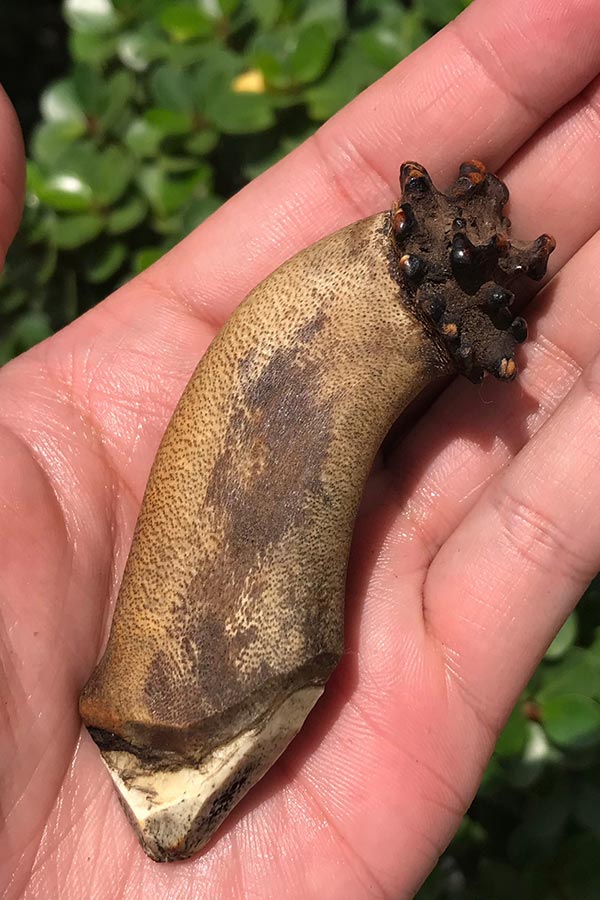 เขากวางคุตเครื่องรางสายทนสิทธิ์