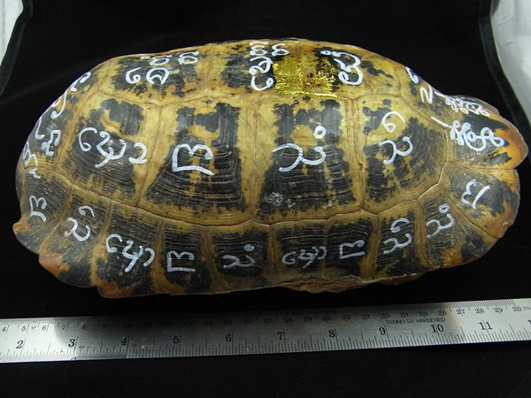 กระดองเต่าลายพระสมเด็จ (เคาะเดียวค่าส่ง)