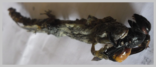             " จิ้งจกเฒ่า กิน ต่อเงิน บนก้านไม้มะยมแก่ "