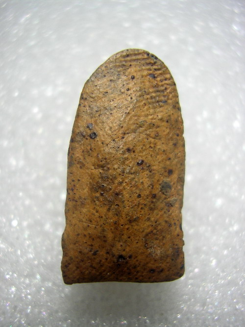 พระรอดวัดพระสงห์ครับ