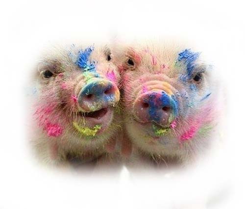 ต้องการซื้อลูกหมู 3 สาย ด่วน 