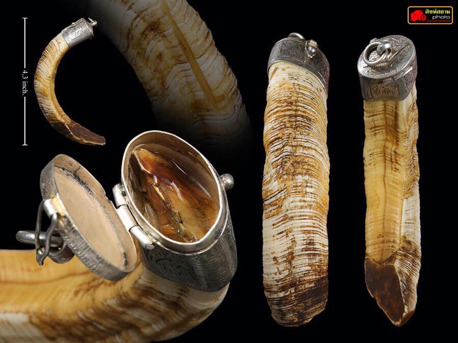 เขี้ยวหมูตัน ติดมะระ  ตำนานหยุดมัจจุราช 