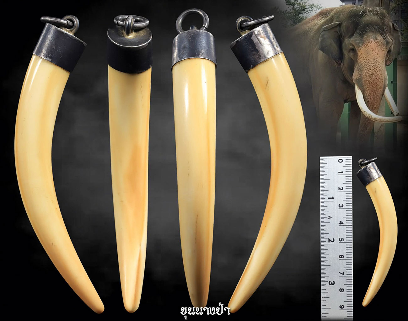 งาช้างน้ำ