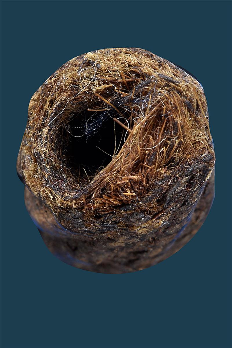 ตะกรุดหนังหน้าผากเสือ