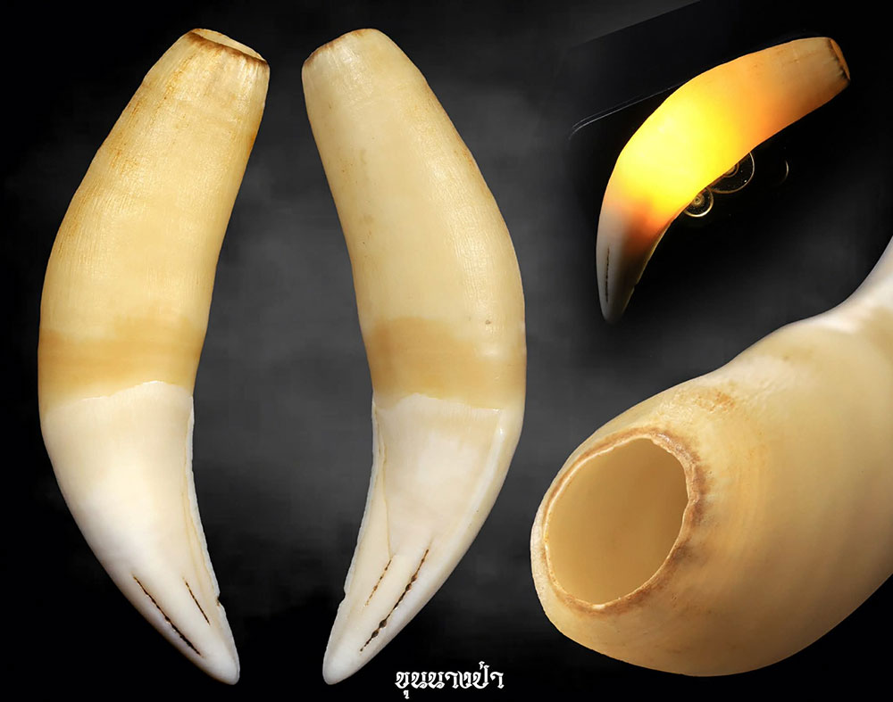 เขี้ยวเสือกลวง