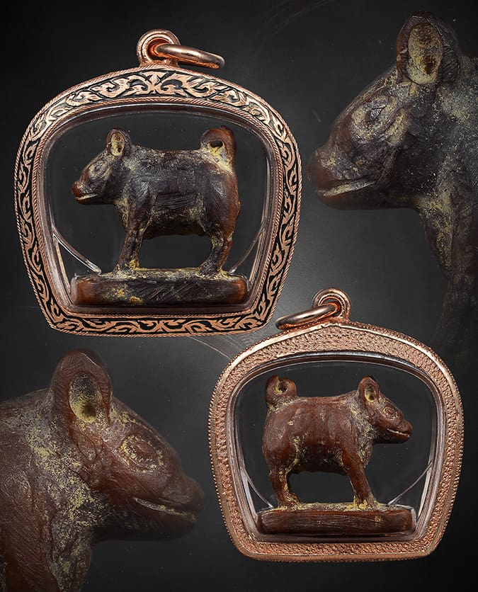 หมูโตนไทใหญ่ 